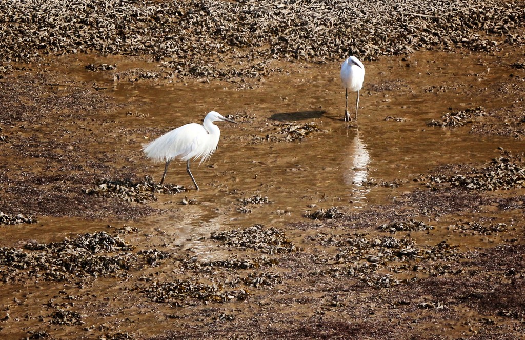 Egrets, I've had a few, but then again......... by swillinbillyflynn