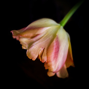 18th Mar 2016 - Tipped tulip