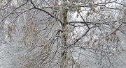 3rd Dec 2010 - Snow