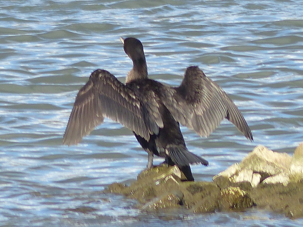  Cormorant by susiemc