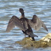  Cormorant by susiemc