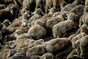 3rd Nov 2014 - Sheep
