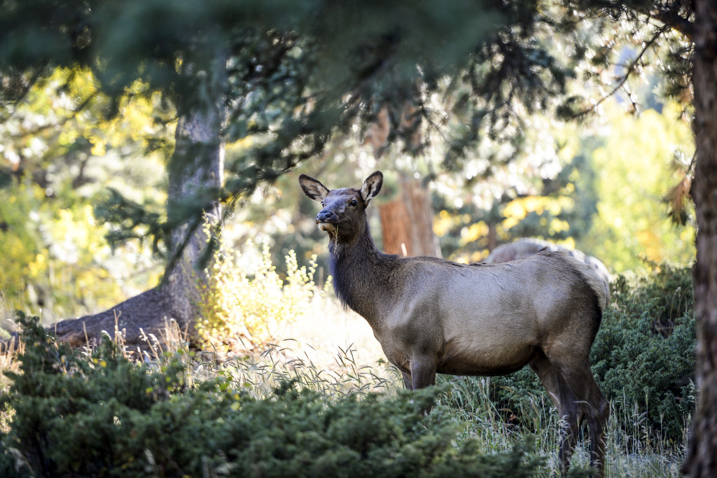 Elk by erinhull
