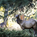 Elk by erinhull