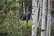 29th Sep 2014 - Moose