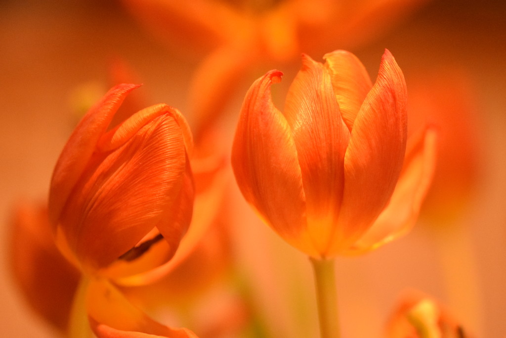 dying tulips by christophercox