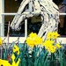 Spring Horse by megpicatilly