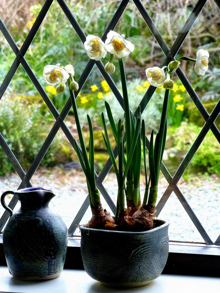 Daffodils inside and out.... by snowy