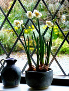 18th Mar 2016 - Daffodils inside and out....