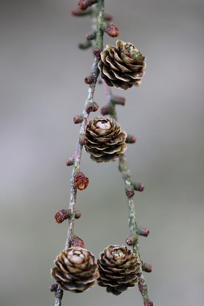 'A' Larch .... (For Me) by motherjane