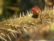 17th Mar 2016 - Life can be so prickly