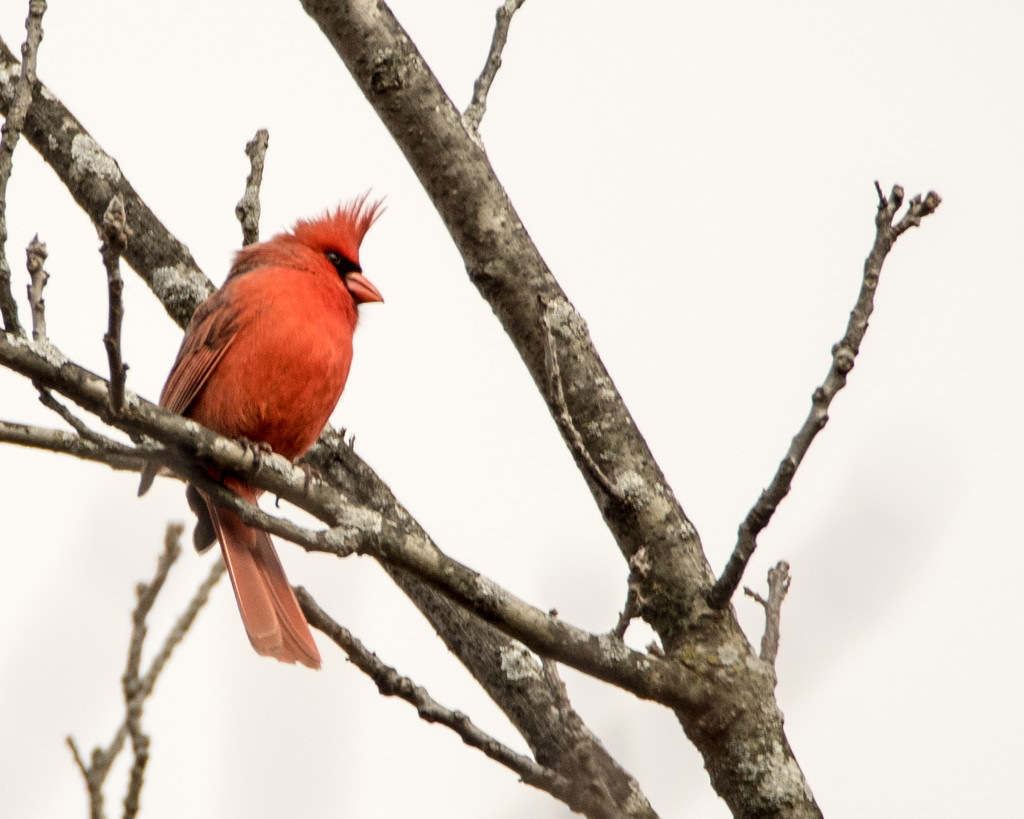 Northern Cardinal on a Branch Closeup by rminer