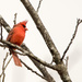 Northern Cardinal on a Branch Closeup by rminer