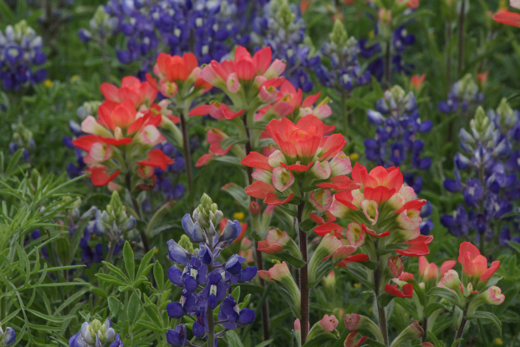 Indian Paintbrush by gaylewood
