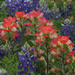 Indian Paintbrush by gaylewood