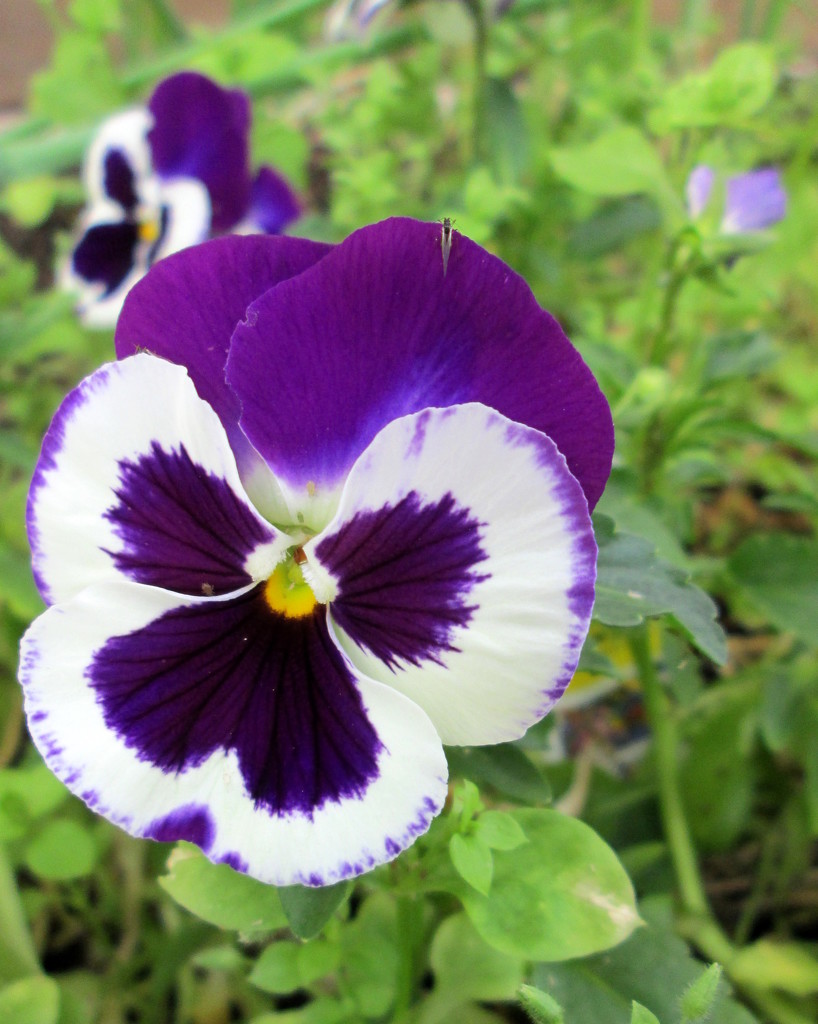 Pansies, Pansies, Pansies by daisymiller