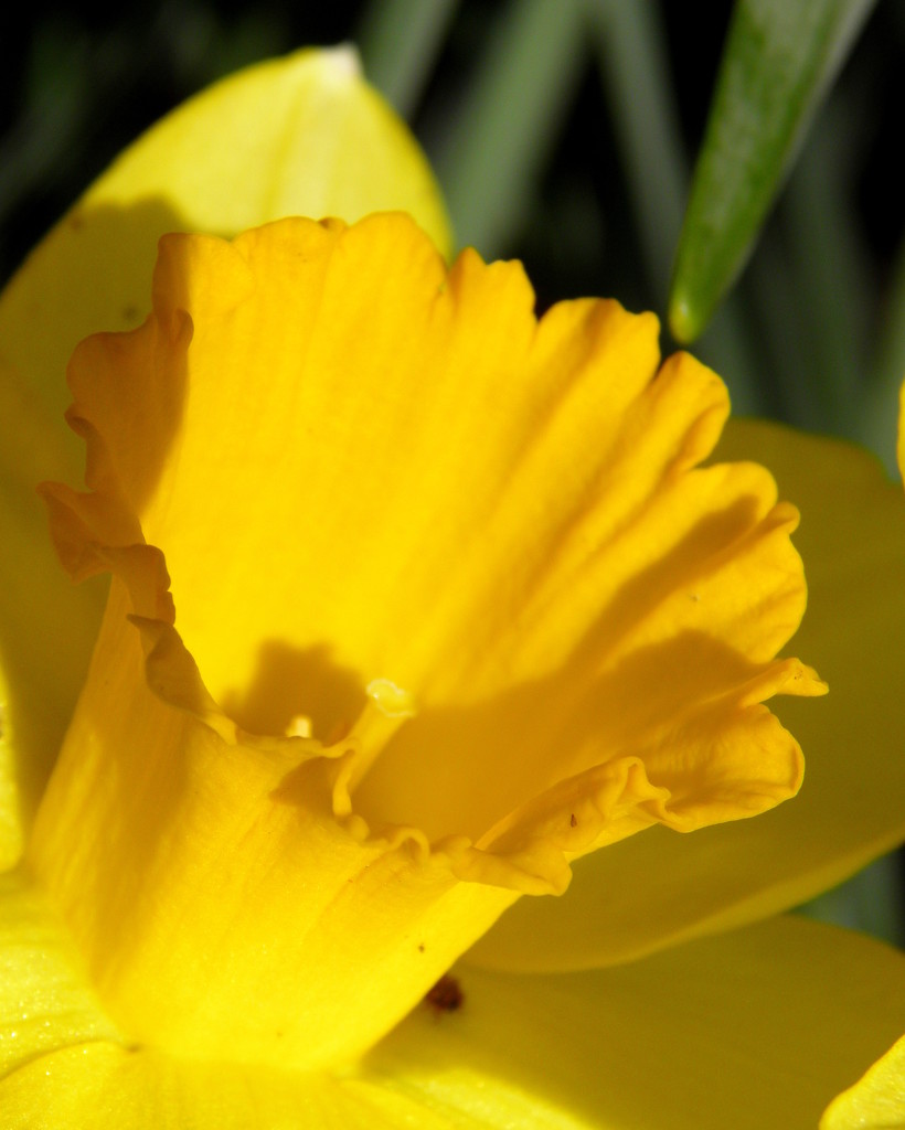 Yellow Trumpet by daisymiller