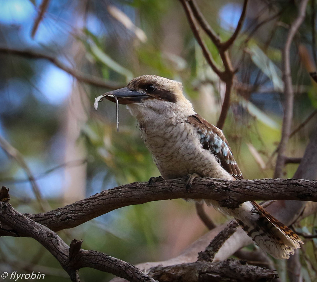Hungry kookaburra by flyrobin