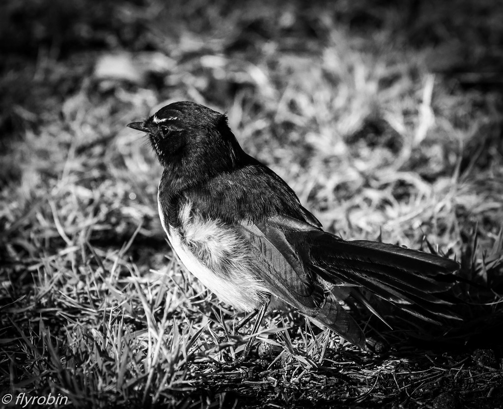 Willie wagtail by flyrobin