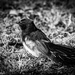 Willie wagtail by flyrobin