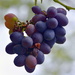The Last Of The Grapes, For Rainbow Indigo_DSC6396 by merrelyn