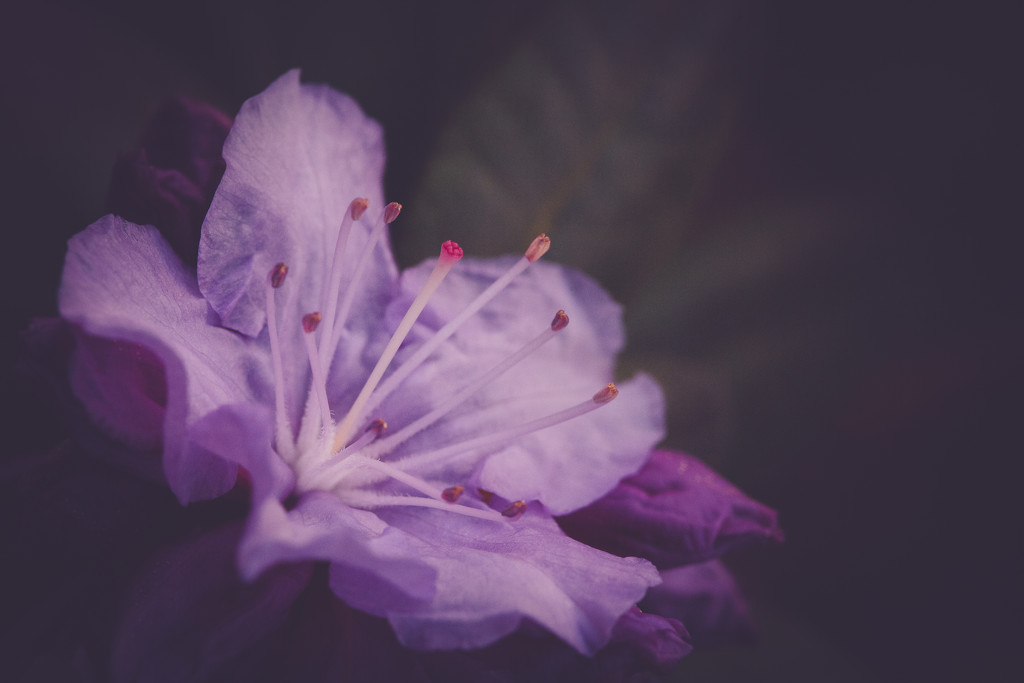 Blooming by tina_mac