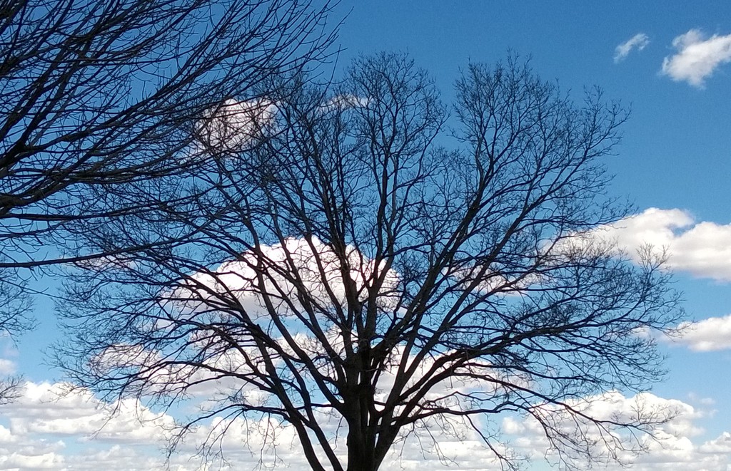 Cloudage In A Bare Tree by scoobylou