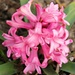 First Hyacinth by harbie