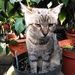 Not-so-happy kitty by gabis