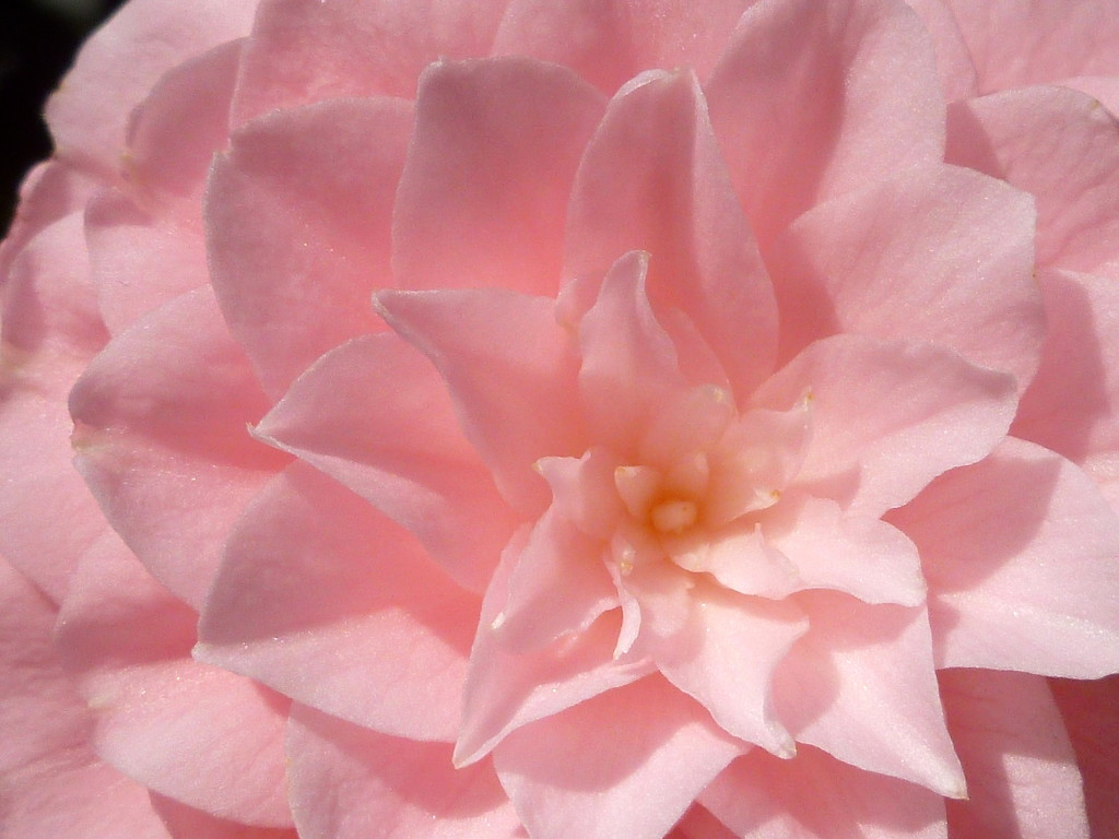 Soft pink by gabis