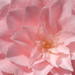 Soft pink by gabis