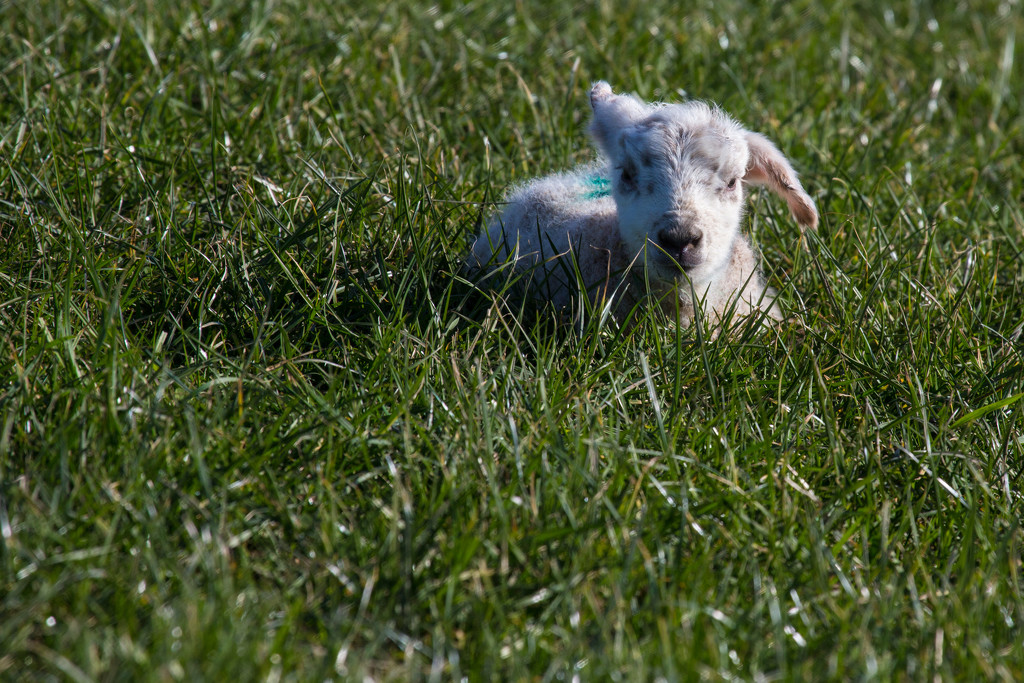 Newborn lamb by jocasta
