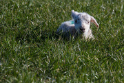 19th Mar 2016 - Newborn lamb