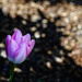 Tulip and Bokeh by jgpittenger