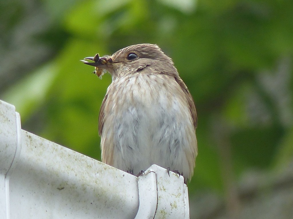 Spotted Flycatcher by susiemc