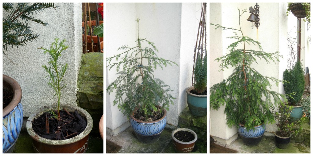 Giant Redwood .....March 2014/March 2015/March 2016 by susiemc