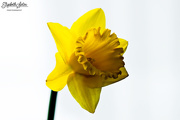 19th Mar 2016 - Daffodil