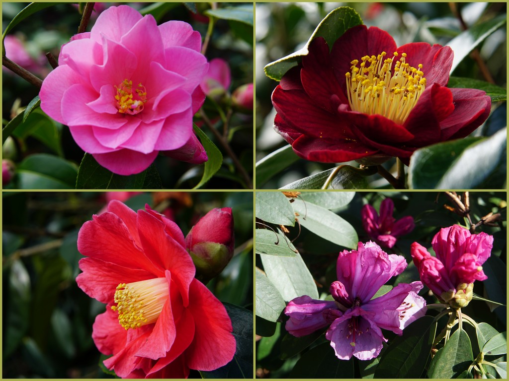 3 camellias and a rhododendron by quietpurplehaze