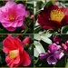 3 camellias and a rhododendron by quietpurplehaze