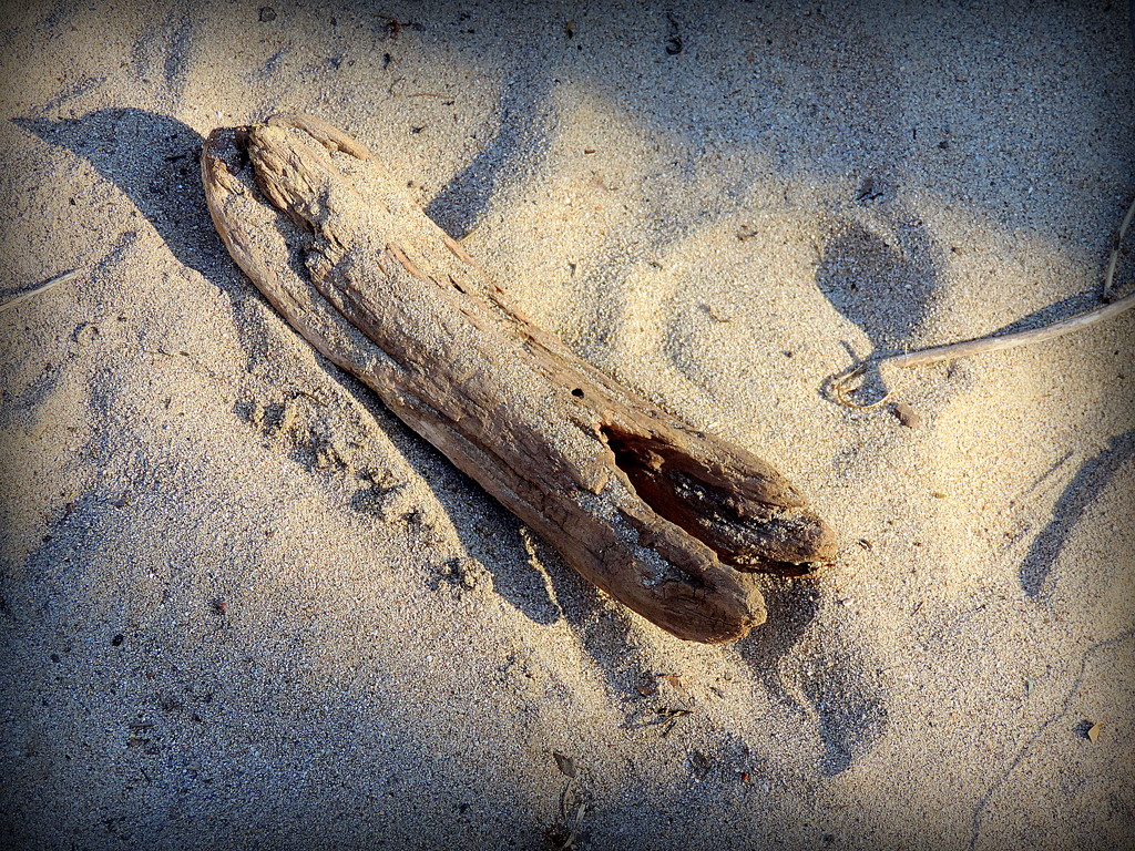 Driftwood in the sand by homeschoolmom
