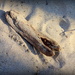Driftwood in the sand by homeschoolmom