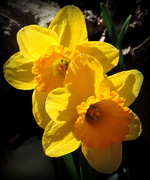 19th Mar 2016 - Yellow flowers of Biltmore
