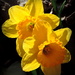 Yellow flowers of Biltmore by homeschoolmom