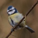 Blue tit. by gamelee