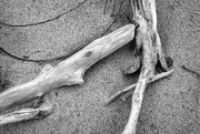 19th Mar 2016 - Driftwood From Disaster
