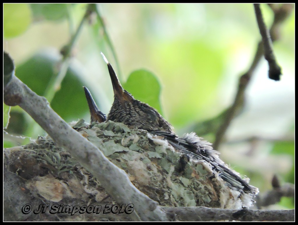 Baby Hummingbirds... by soylentgreenpics