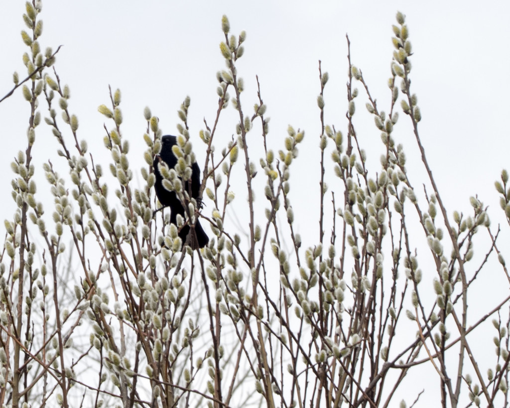 Red-winged Blackbird in the Pussy Willows by rminer