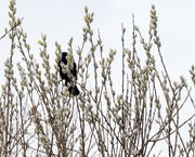 19th Mar 2016 - Red-winged Blackbird in the Pussy Willows