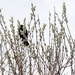 Red-winged Blackbird in the Pussy Willows by rminer
