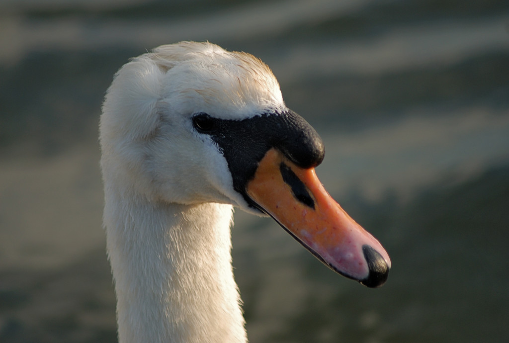 Swan's head by davidrobinson